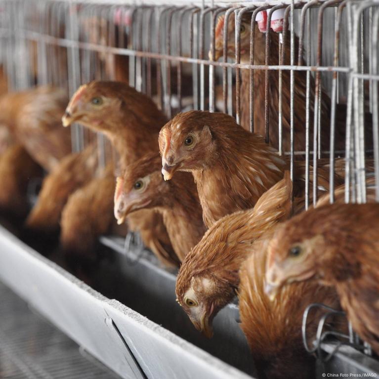 Imagem descritiva Surto de gripe aviária pode impactar a economia brasileira?